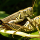 The wrong species of grasshopper, but they fuckin’ (Image: Rkitko/Wikimedia Commons)